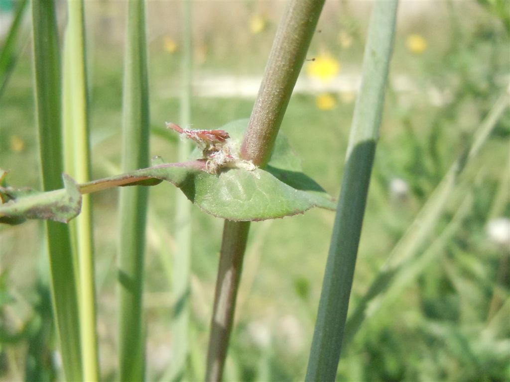 Sonchus??